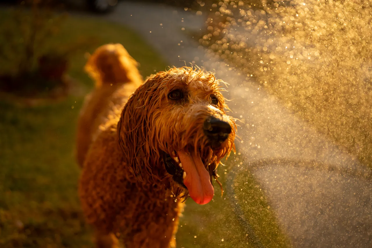 Children playing in a backyard sprinkler on a sunny day